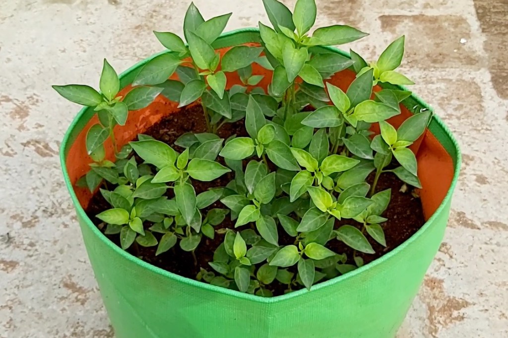 How to plant Chillies - Vegetable gardening at home - REHOBOTH ORGANIC ...